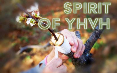 14th August 2024: Our Daily deLIGHT~4th Day-Spirit of YHVH